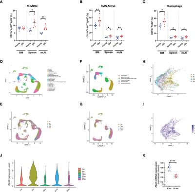 Tristetraprolin limits age-related expansion of myeloid-derived suppressor cells